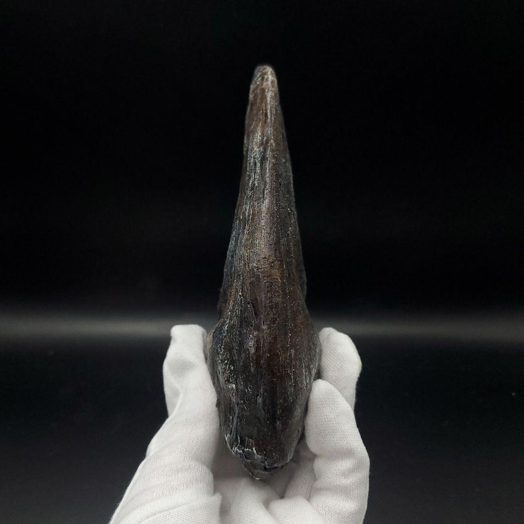 アロサウルス 爪 化石 レプリカ 約163.34mm arr12