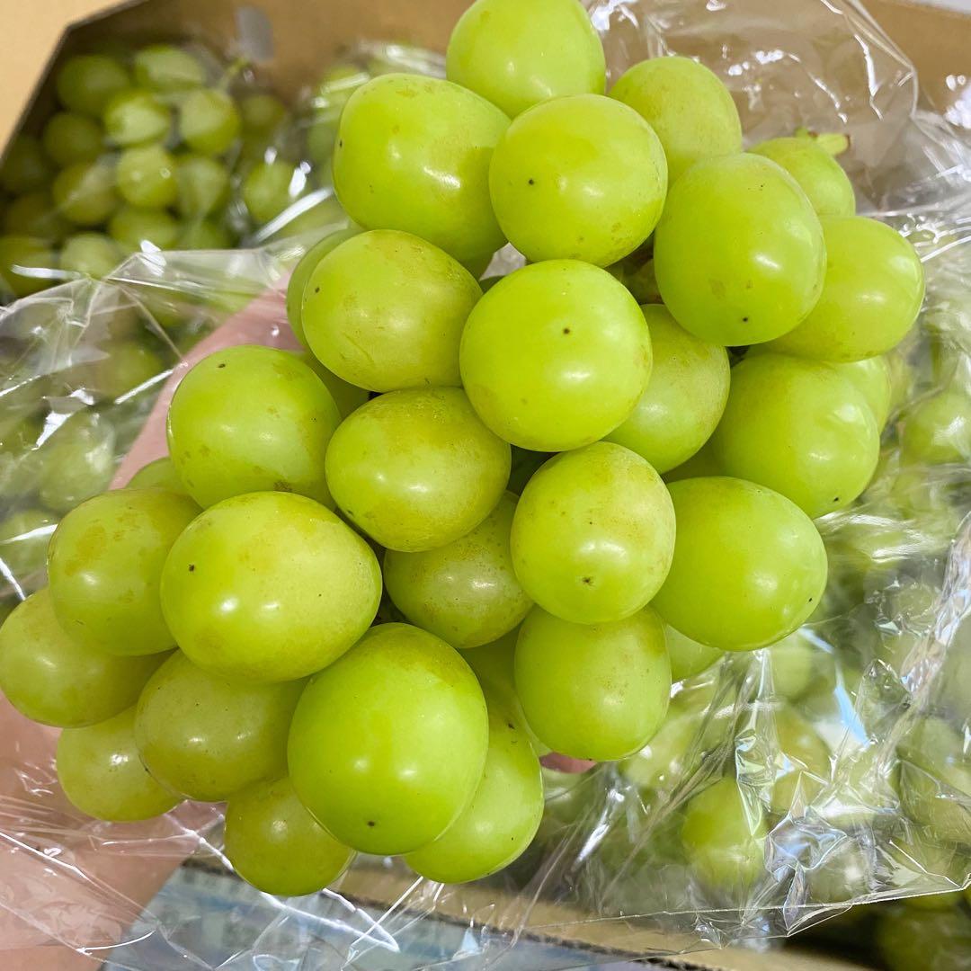 山梨県産　訳あり　家庭用　シャインマスカット　11房　箱込み5.4kg ②