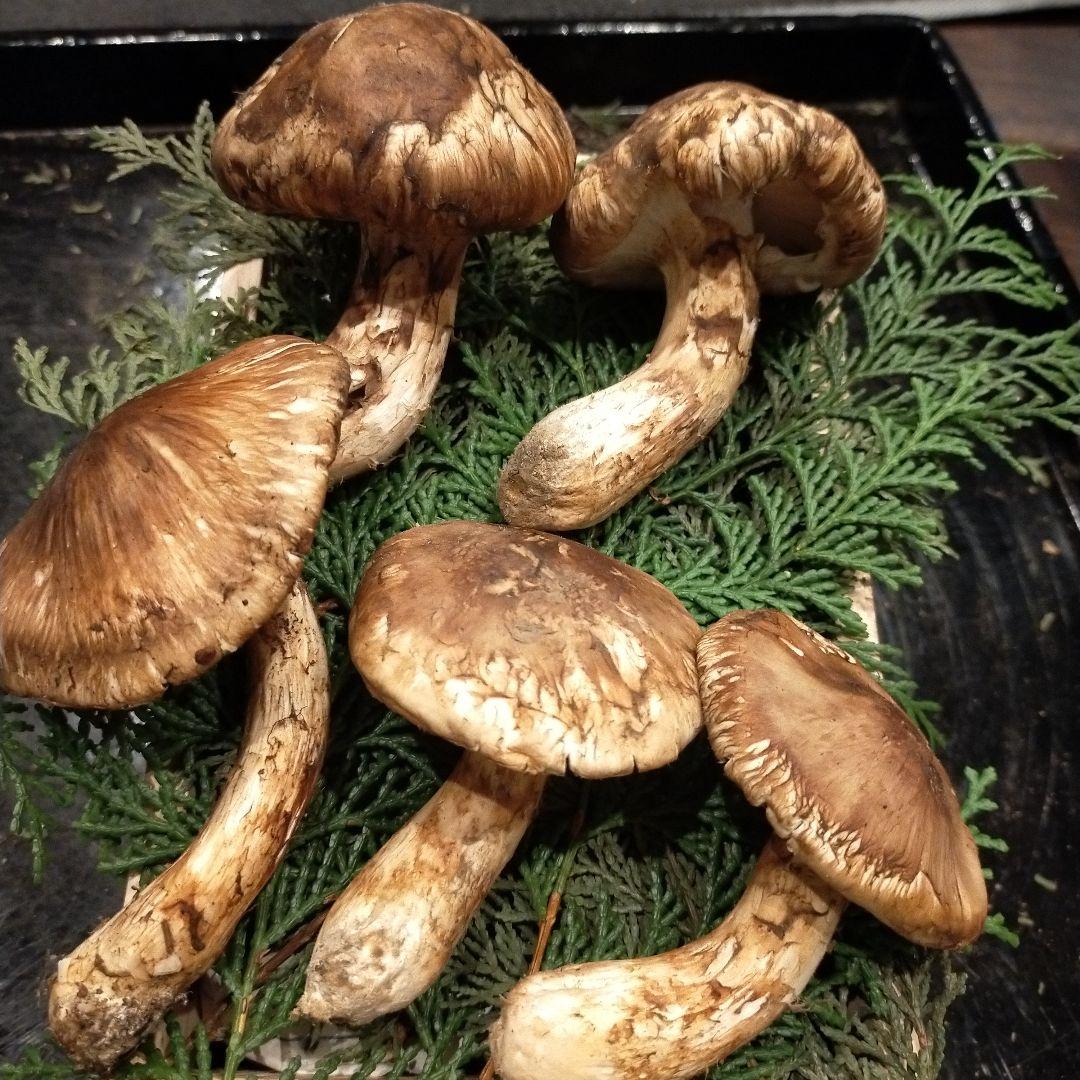 【本日ラスト】　信州産　松茸　長野県　クール便　210g