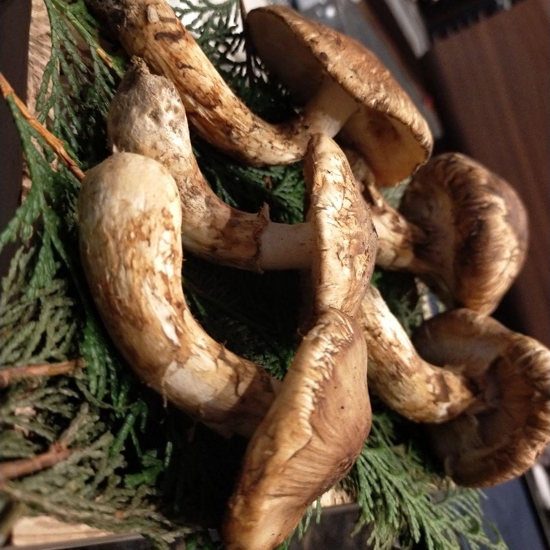 【本日ラスト】　信州産　松茸　長野県　クール便　210g