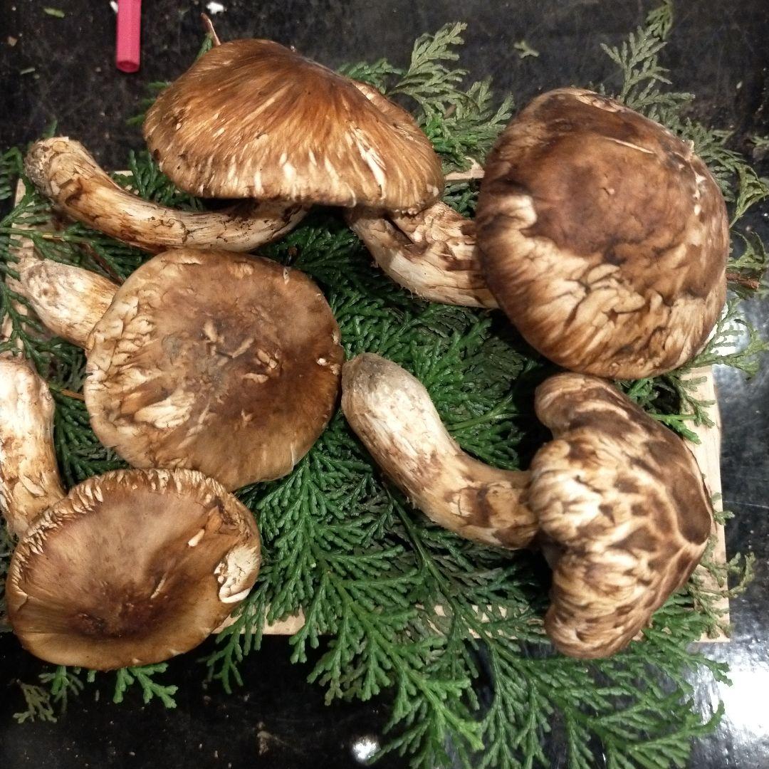 【本日ラスト】　信州産　松茸　長野県　クール便　210g