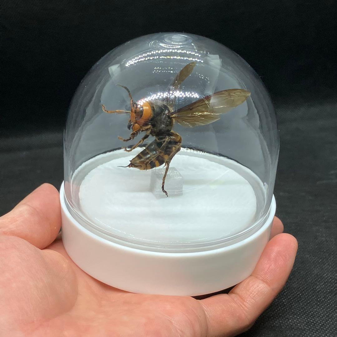 オオスズメバチ　女王蜂　立体標本2503