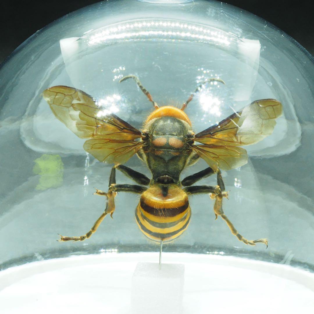 オオスズメバチ　女王蜂　立体標本2503