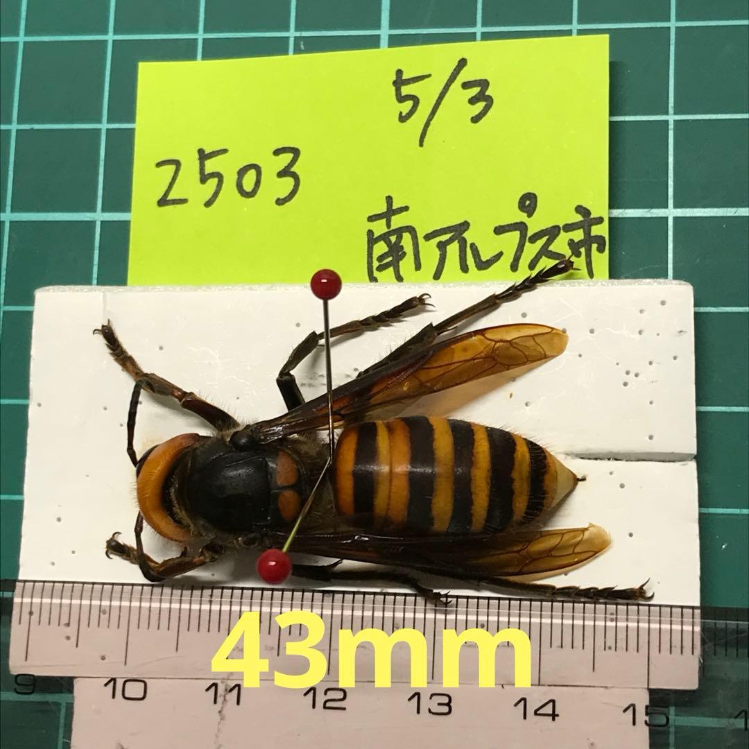 オオスズメバチ　女王蜂　立体標本2503