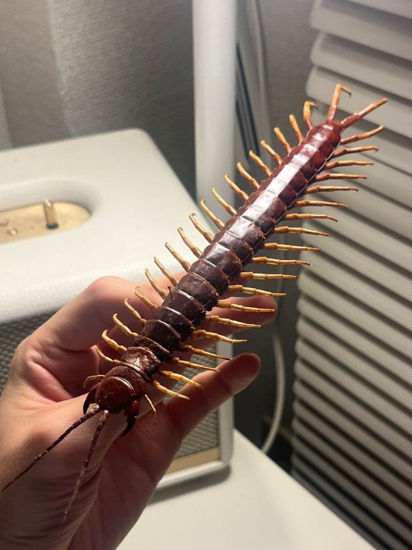 【百足最大種】ペルビアンホワイトレッグセンチピード 全長22cm程　標本　奇蟲