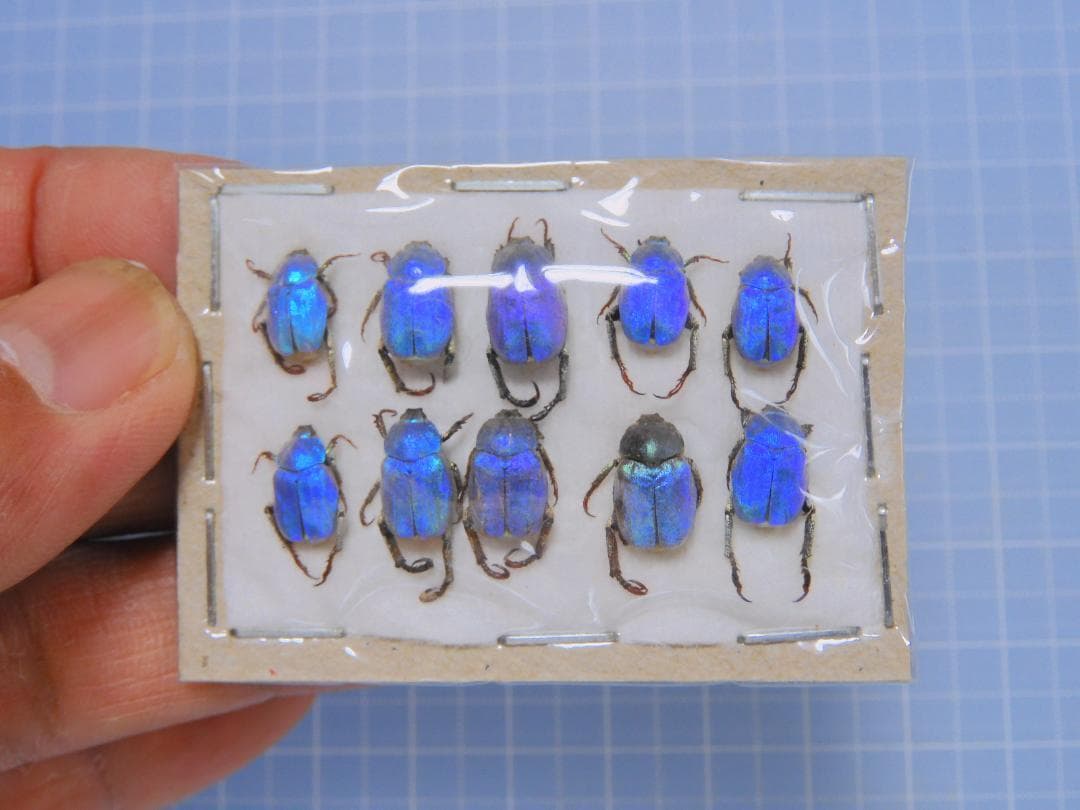 標本 France Hoplia coerulea set