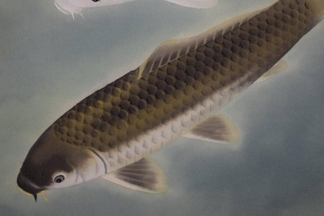 不詳/作者不詳/松鯉図/桐共太巻箱付/布袋屋掛軸HG-115