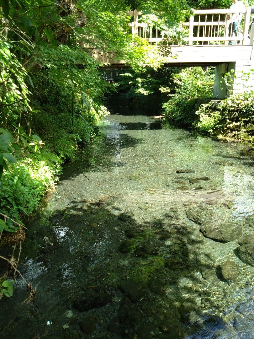 令和7年 自然栽培米 亀の尾10kg玄米