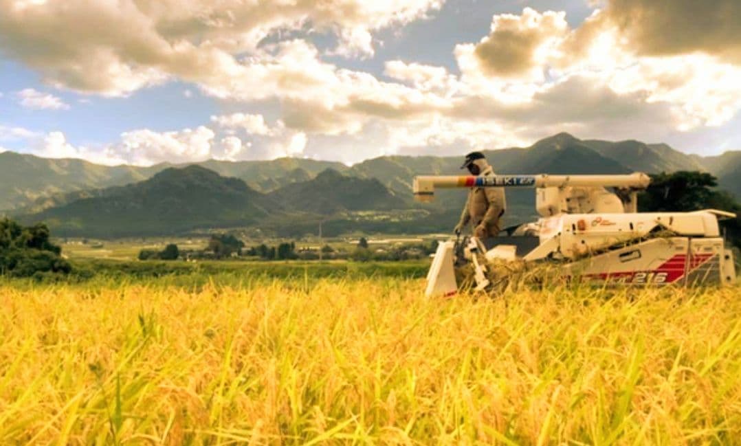 令和7年 自然栽培米 亀の尾10kg玄米