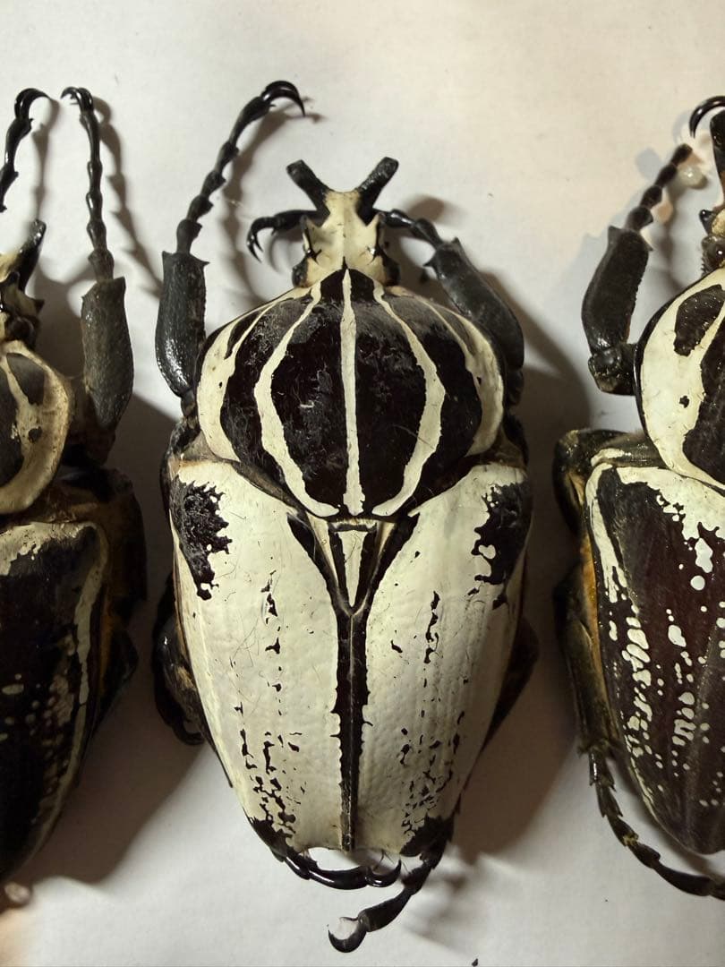 n*s様 カメルーン　ゴライアスオオツノハナムグリ　4頭　B品含みます