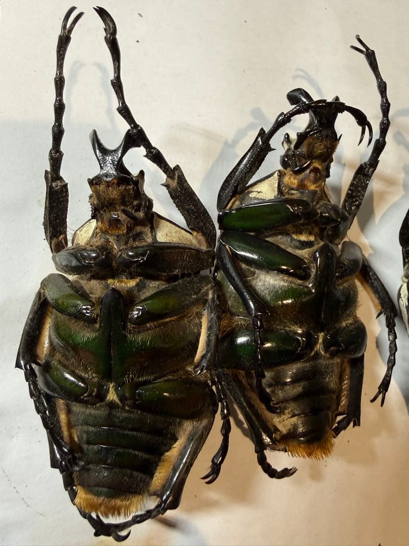 n*s様 カメルーン　ゴライアスオオツノハナムグリ　4頭　B品含みます
