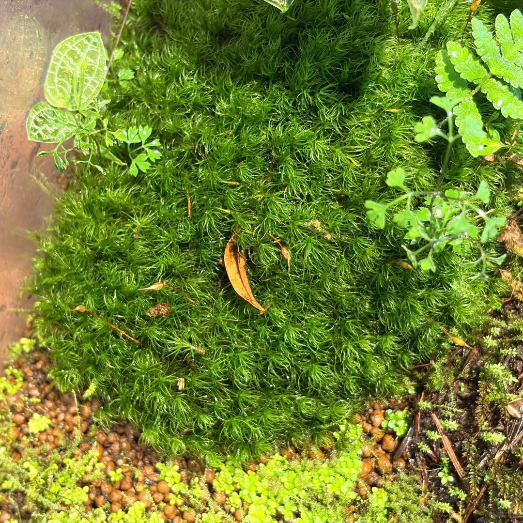 苔テラリウム　植物育成LED付