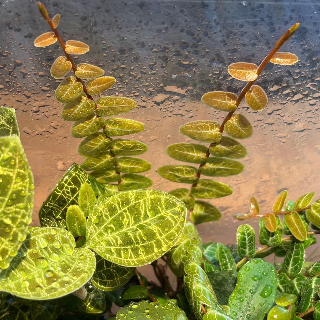 苔テラリウム　植物育成LED付