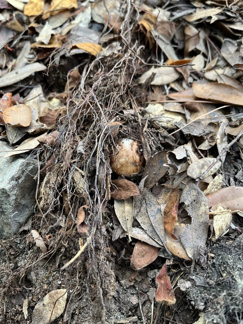 【大阪泉州産】天然松茸 採れたて3本115g国産