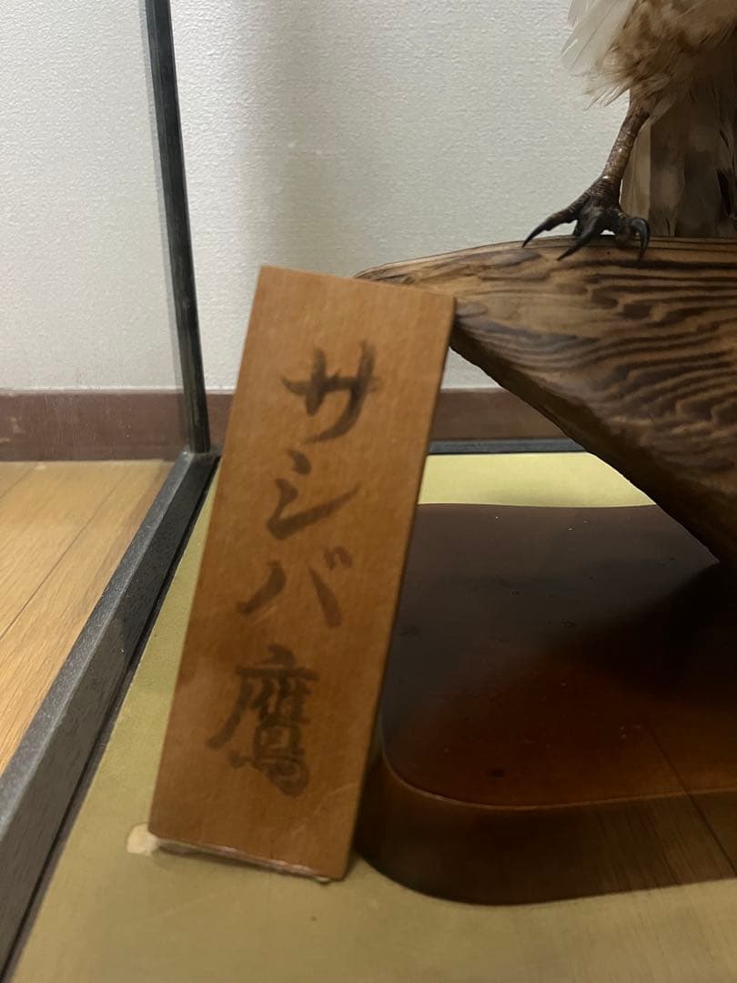 さしば鷹　剥製　(梱包・発送たのメル便5000円含)