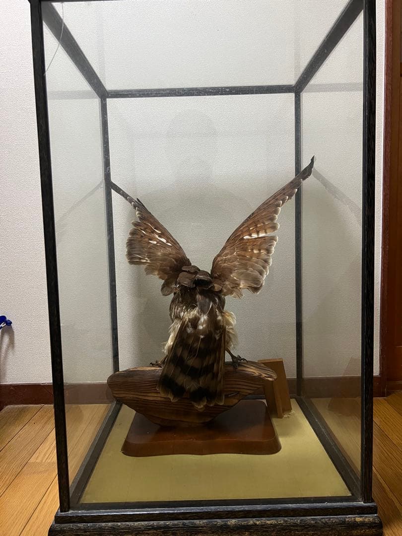 さしば鷹　剥製　(梱包・発送たのメル便5000円含)