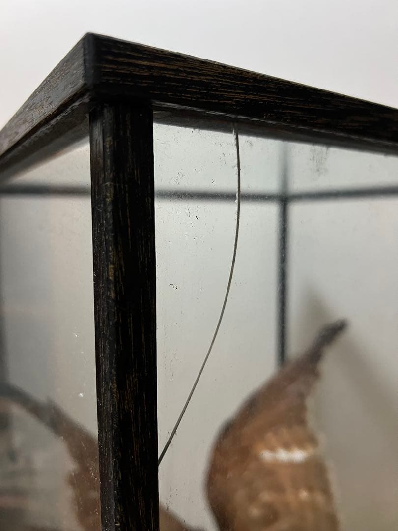 さしば鷹　剥製　(梱包・発送たのメル便5000円含)