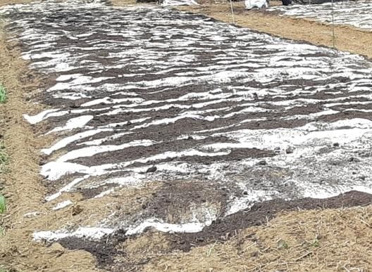 大容量　3500g　(国産・高品質)乾燥パパイヤの茎（無農薬・有機肥料）