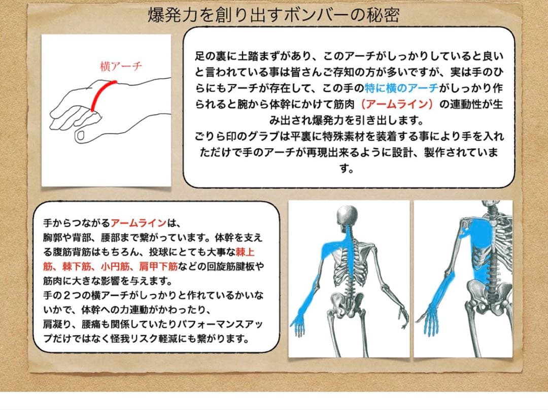【1月20日まで限定値下げ】ごりら印の野球道具　硬式用オーダーグローブSKR型