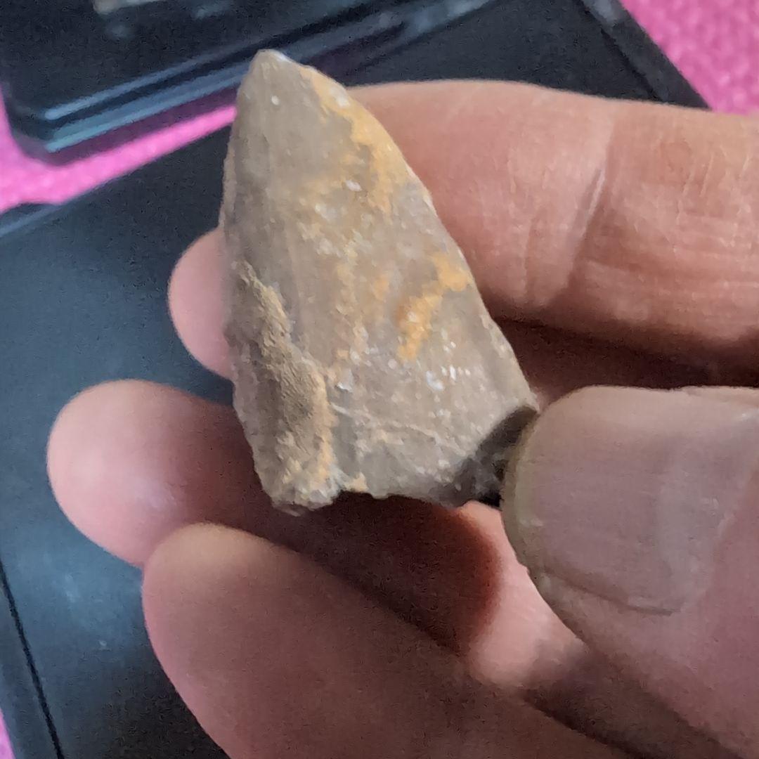 本物　恐竜の歯　内部水晶化　モササウルス?　25グラム