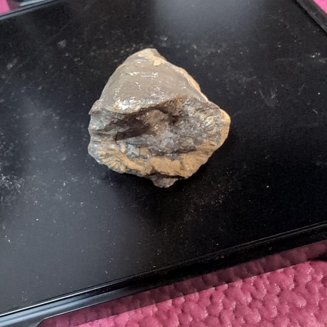 本物　恐竜の歯　内部水晶化　モササウルス?　25グラム