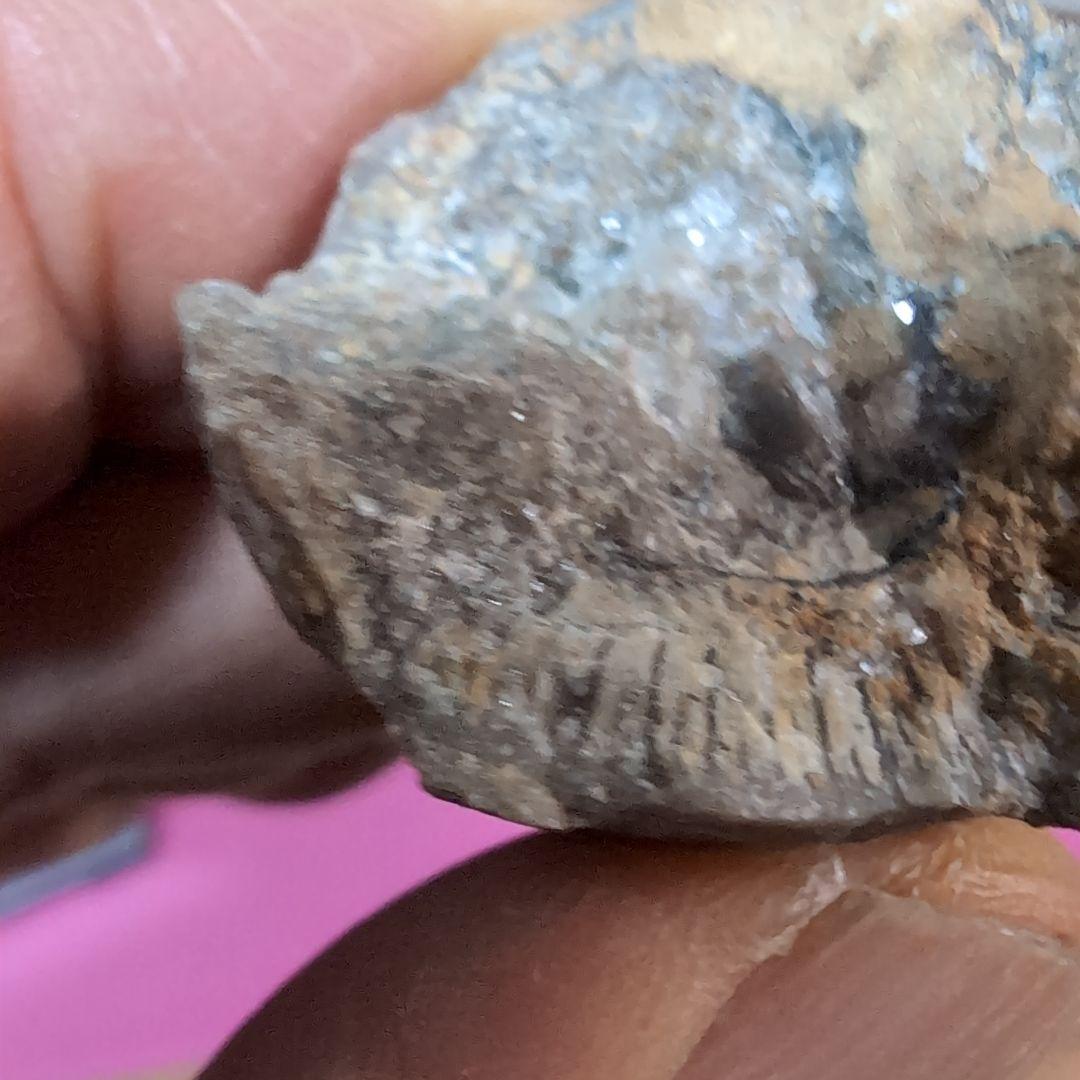 本物　恐竜の歯　内部水晶化　モササウルス?　25グラム