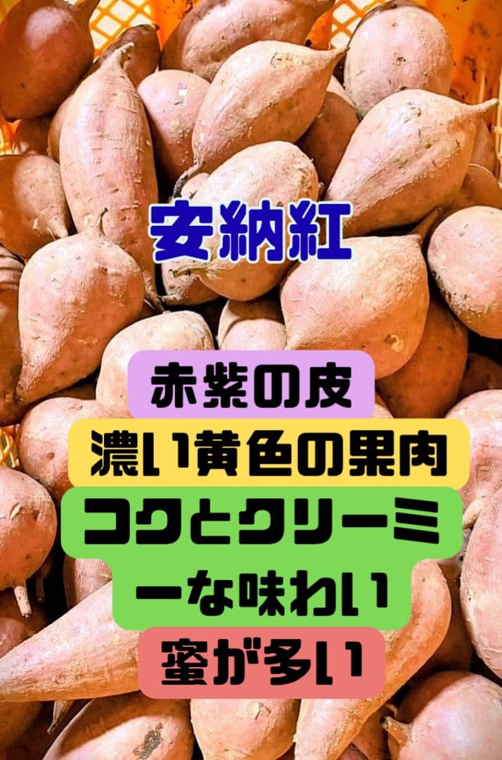 安納芋(紅) Mサイズ 25キロ　種子島産 ◆大地と太陽と潮風に育まれた安納芋◆
