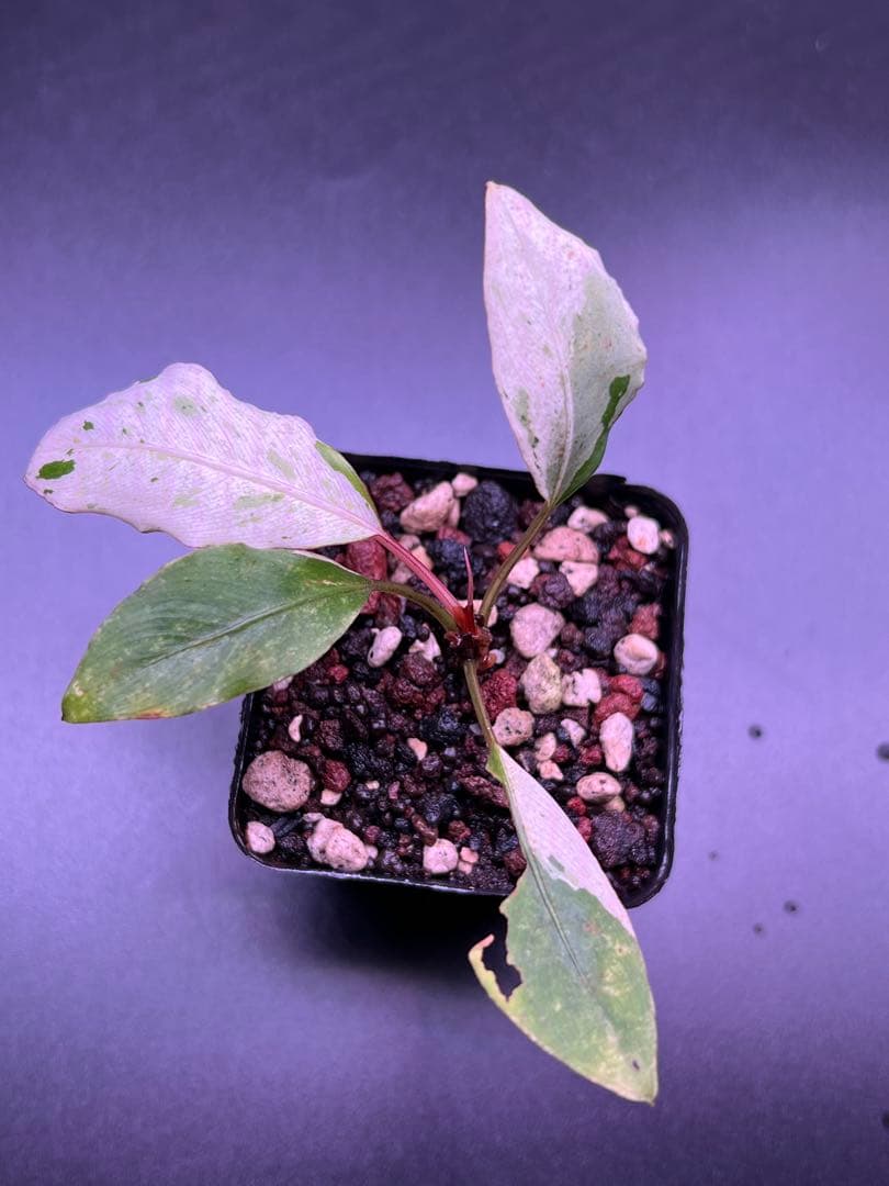 ア*ク様 セファランドラ（斑入り株）Bucephalandra Pipto