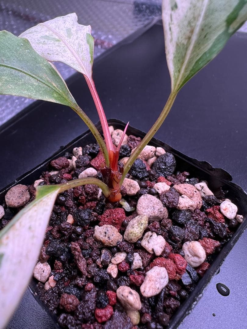 ア*ク様 セファランドラ（斑入り株）Bucephalandra Pipto