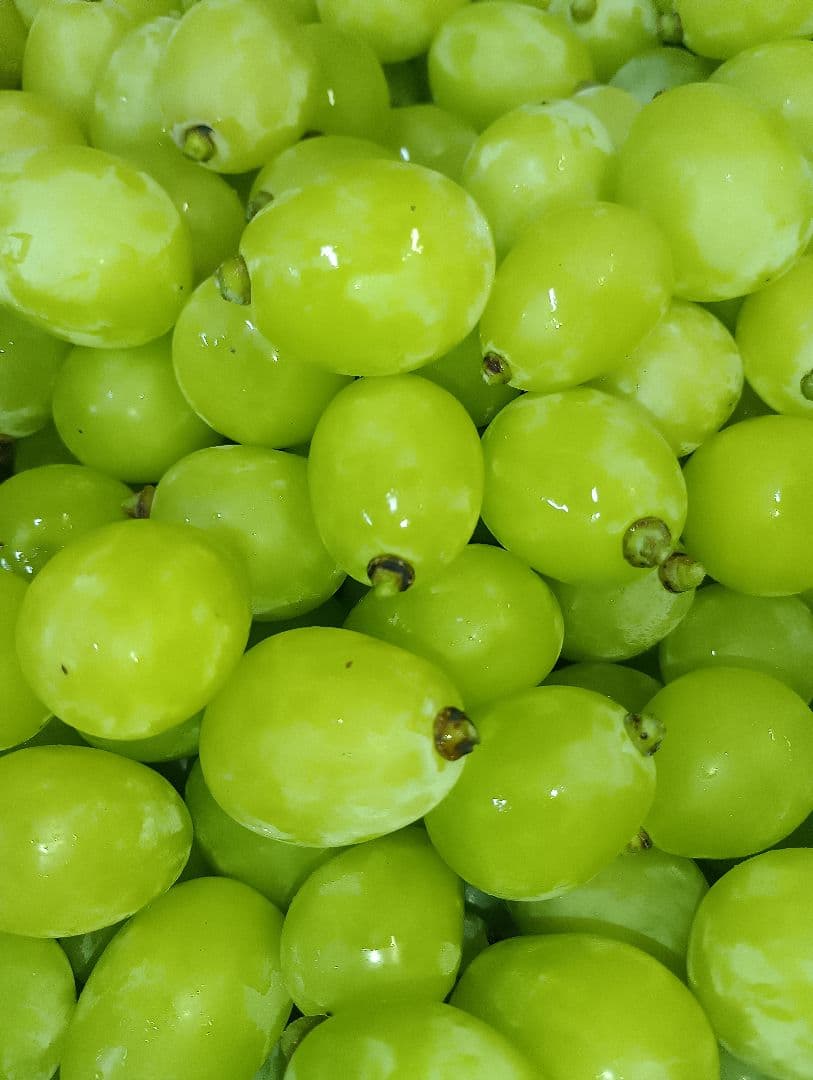 シャインマスカット大粒グリーン多め入りの5キロ粒バック入りになります。