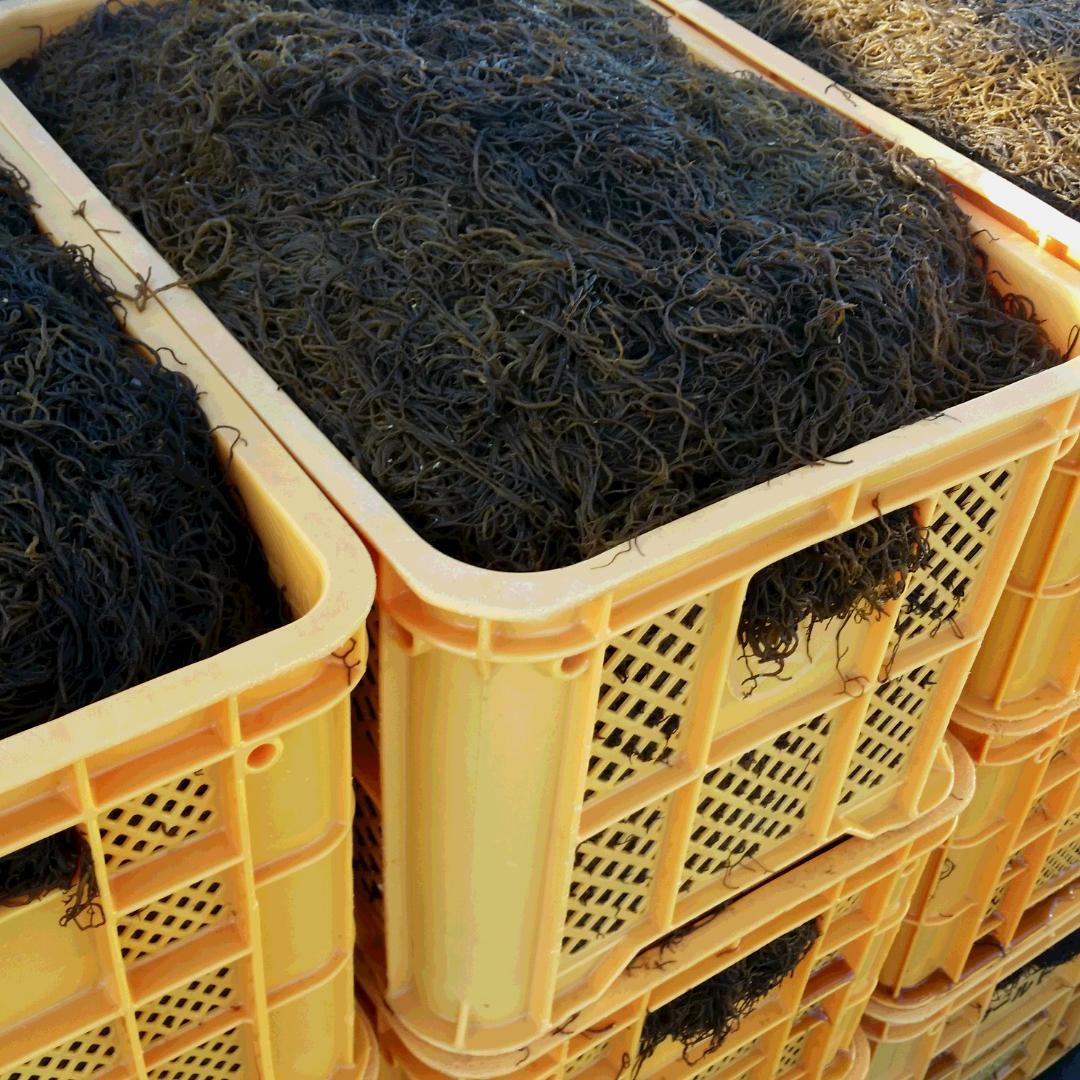 ◆もずく10P◆※おまけ付き沖縄県産太もずく10パックセット ◇塩蔵【送料無料】