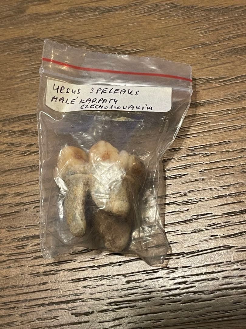 【博物館級】ホラアナグマ 洞窟クマ 化石 臼歯 状態超良好 オールドストック