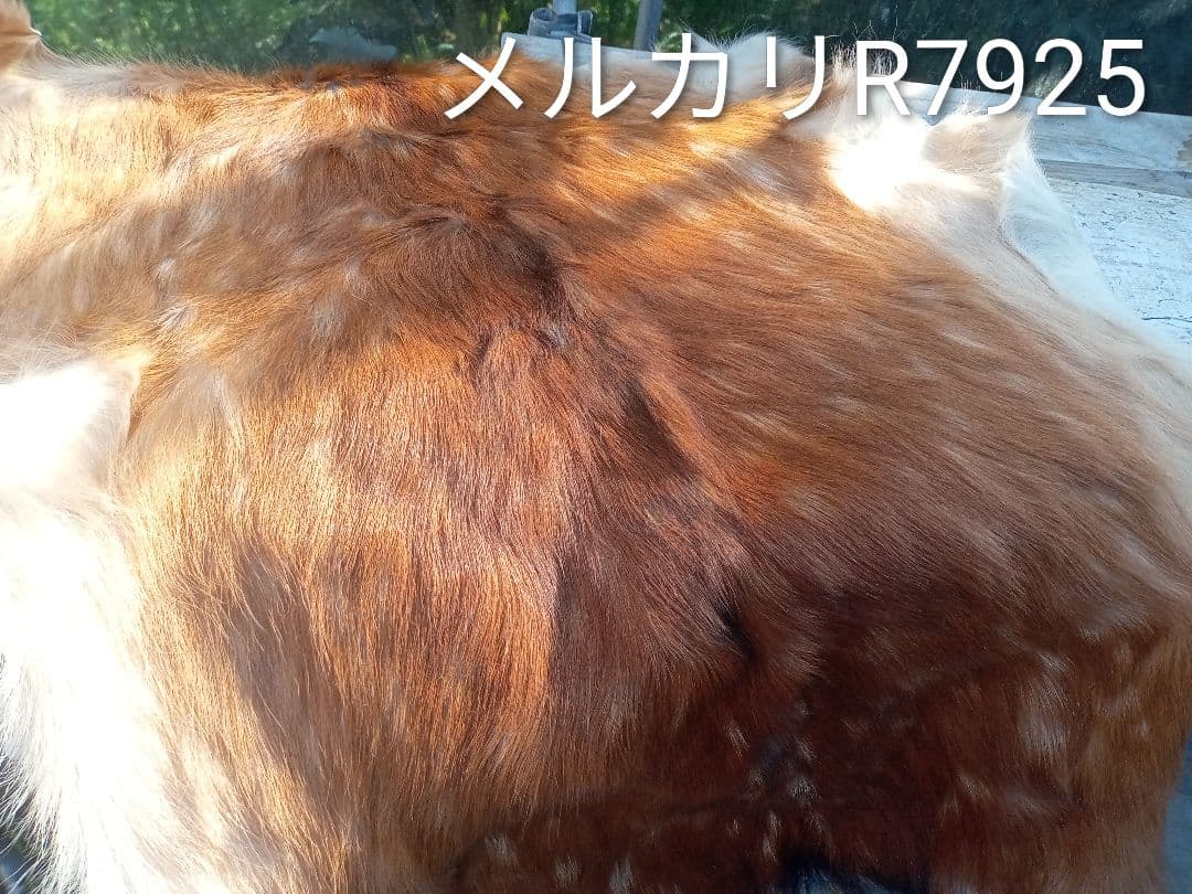 天然日本鹿　夏毛　毛皮