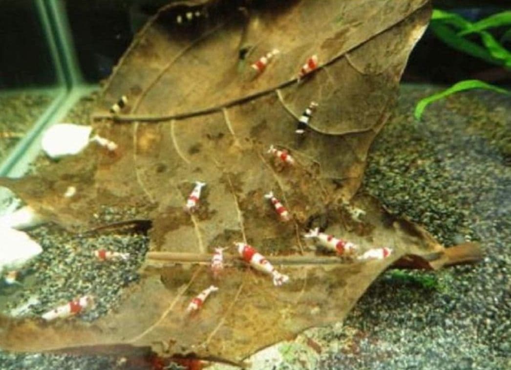 大小様々　無農薬マジックリーフ　天然ももたまな葉　　1000枚