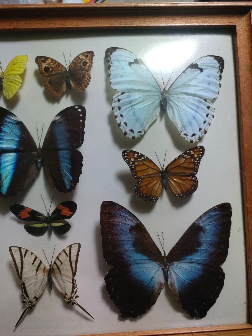 蝶の標本　モルフォ蝶など大小10点