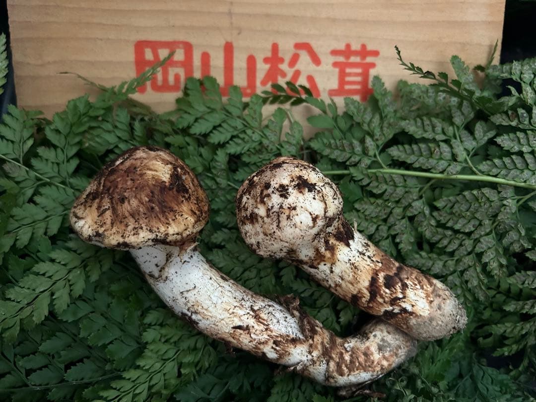 岡山県産 松茸 75g