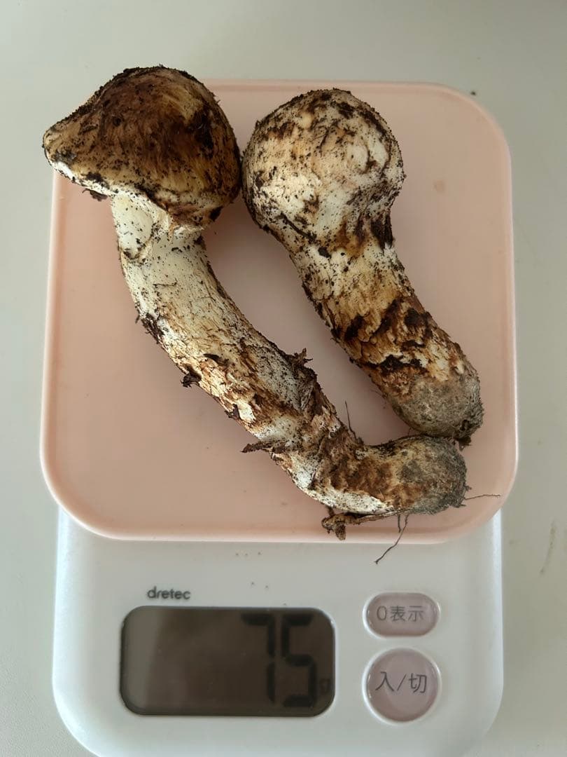 岡山県産 松茸 75g