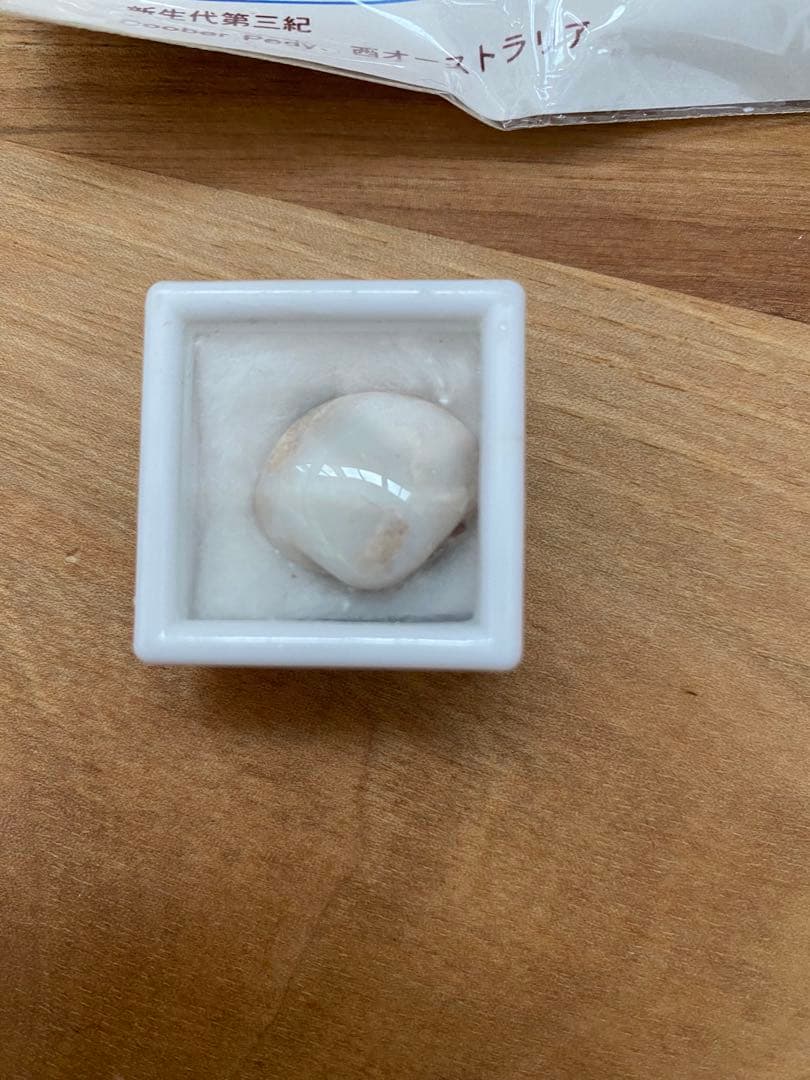 オパール化した2枚貝化石