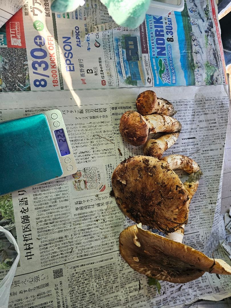 南信州産　新鮮な松茸　約５００グラム