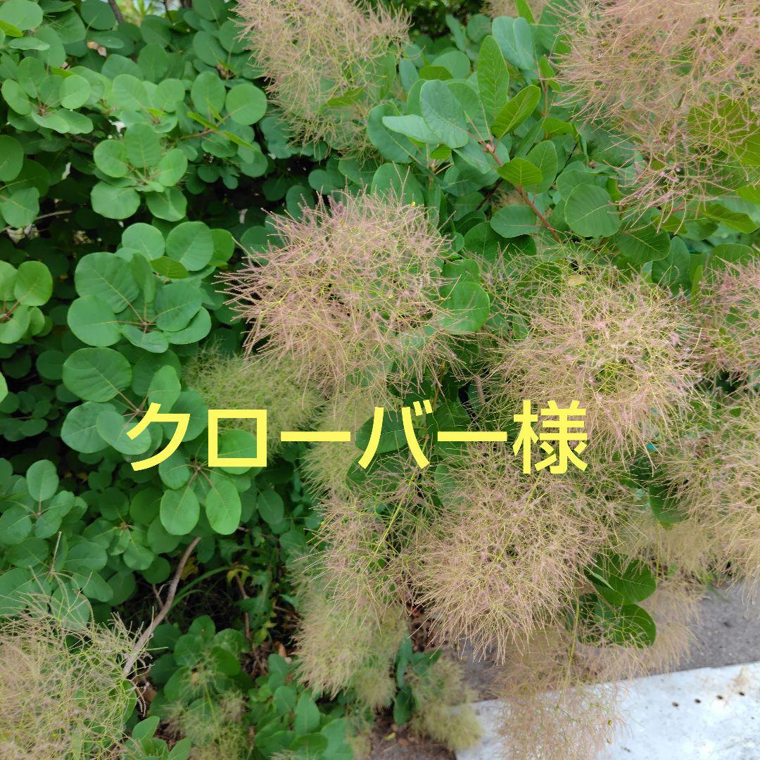 クローバー様限定