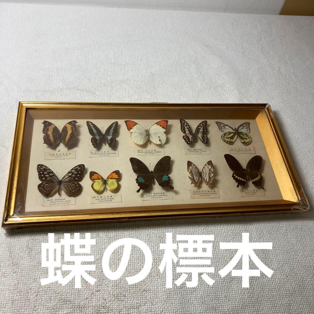 蝶の標本コレクション