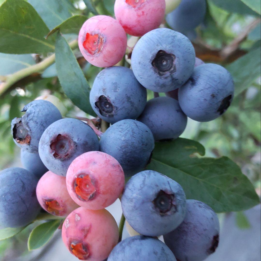 ★完熟冷凍ブルーベリー9kg★