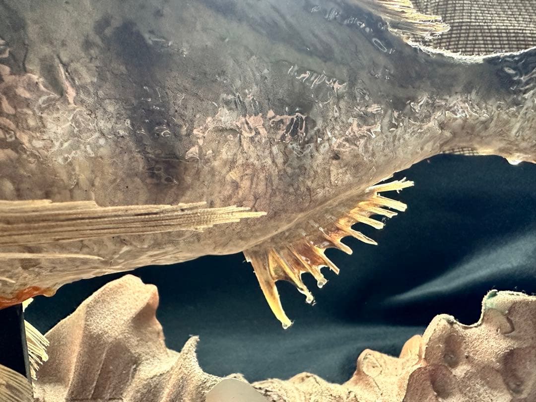 【激レア・適品】チヌ（黒鯛）剥製