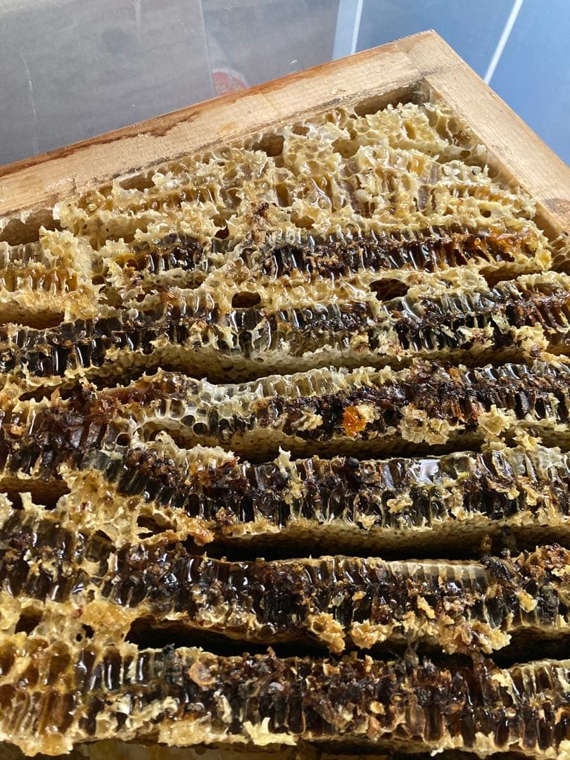 【徳島県産】日本蜜蜂のはちみつ600g×2本SET