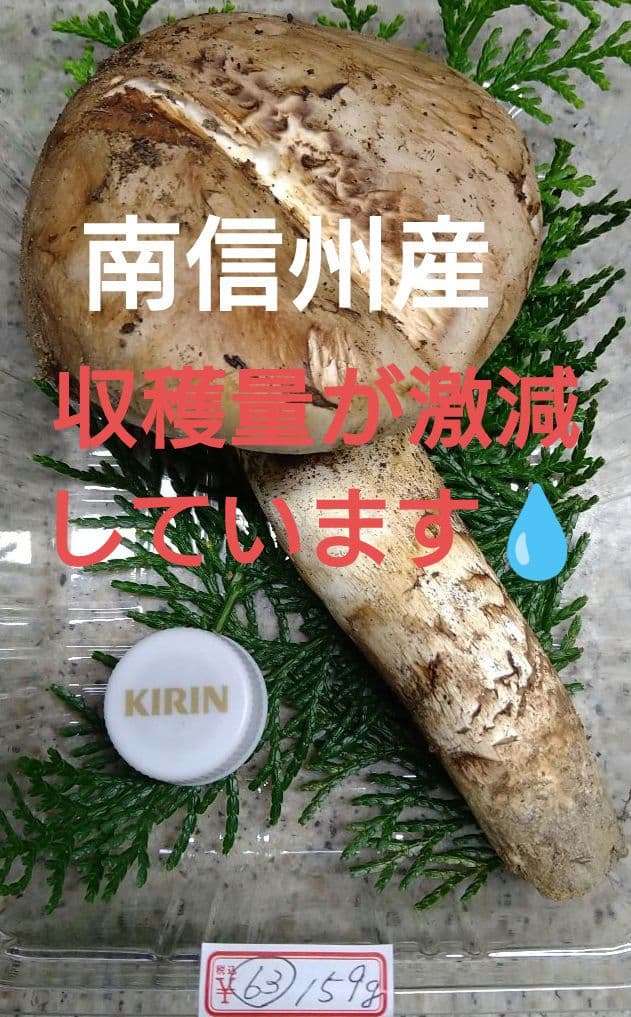 63.南信州産松茸約159g約18cm