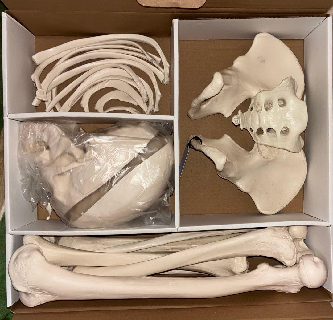 骨格分離モデル（全身） - 3B Smart Anatomy