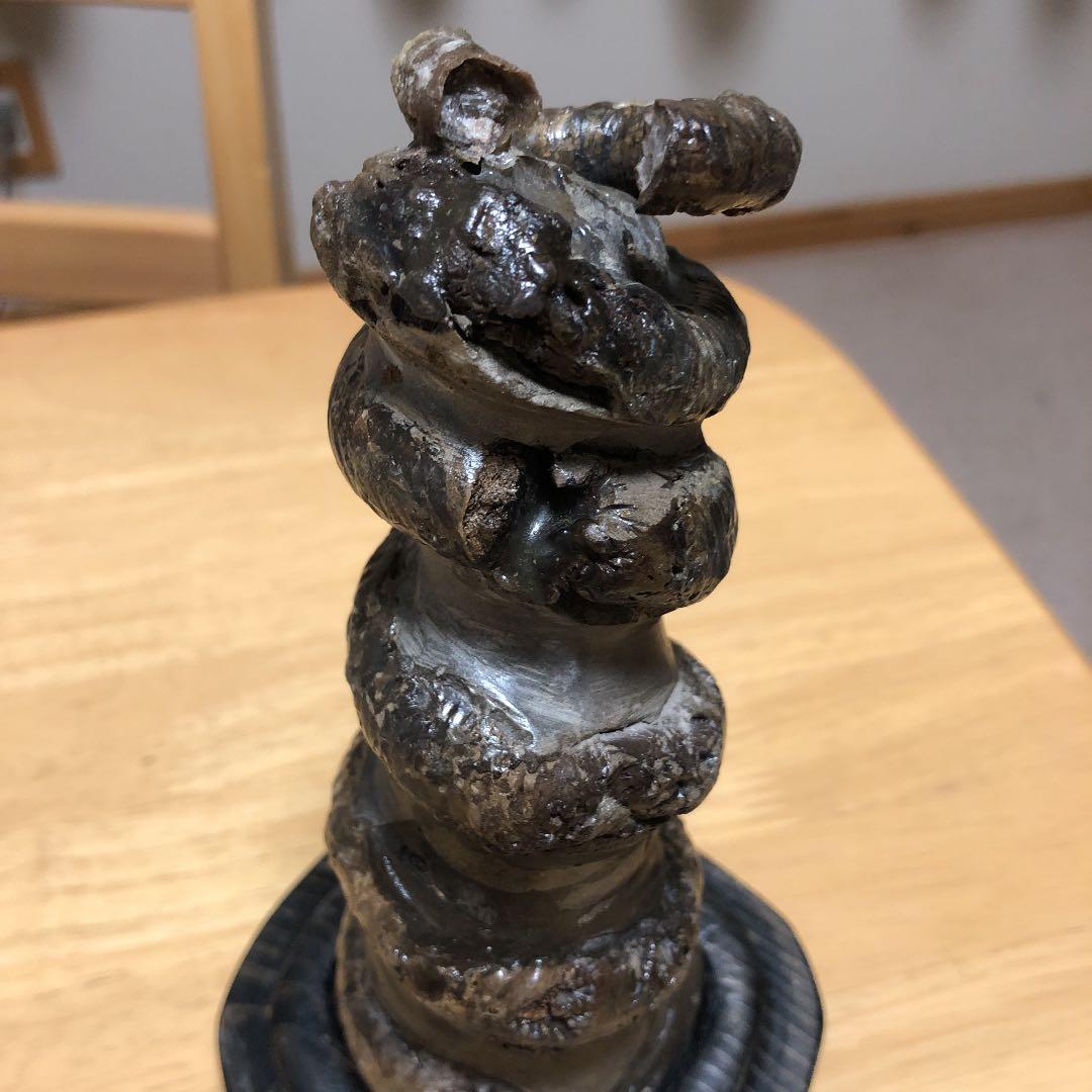 化石　　異常巻き