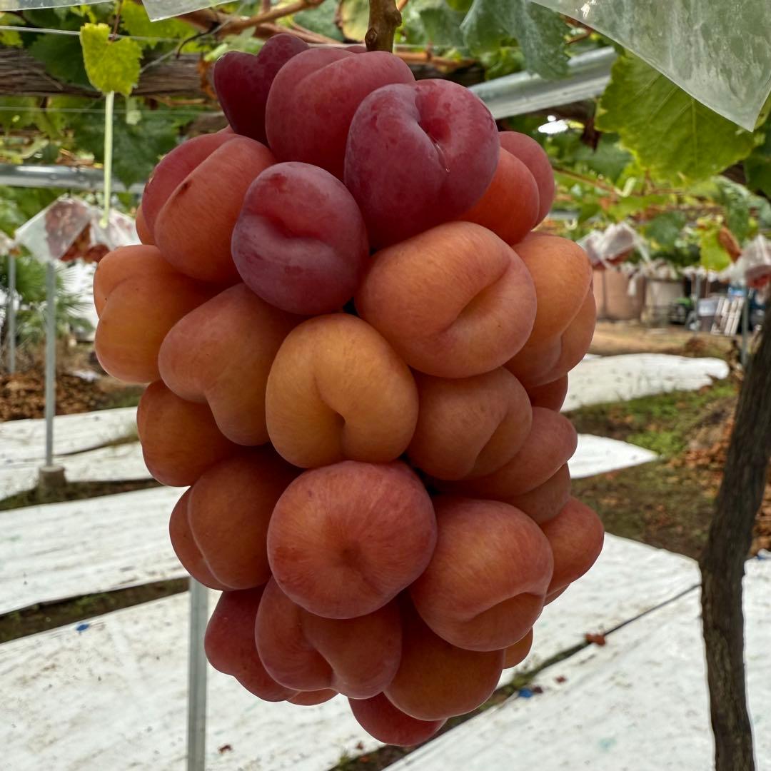 17日発送！今シーズン最終日【山梨県産】マイハート7房〜10房 5kg