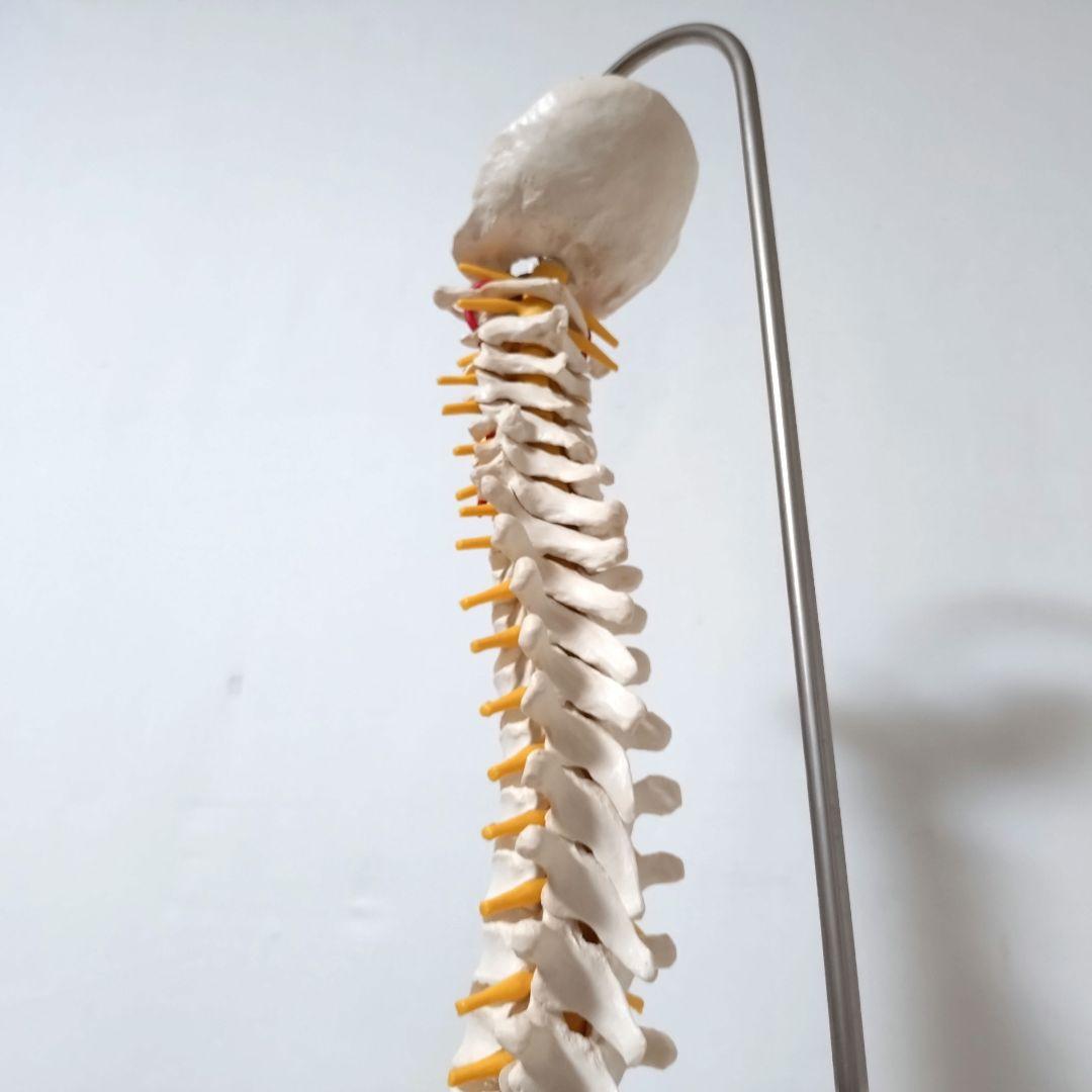 3B Scientific　人体模型　脊柱・脊椎骨　脊柱可動型モデル　骨格標本