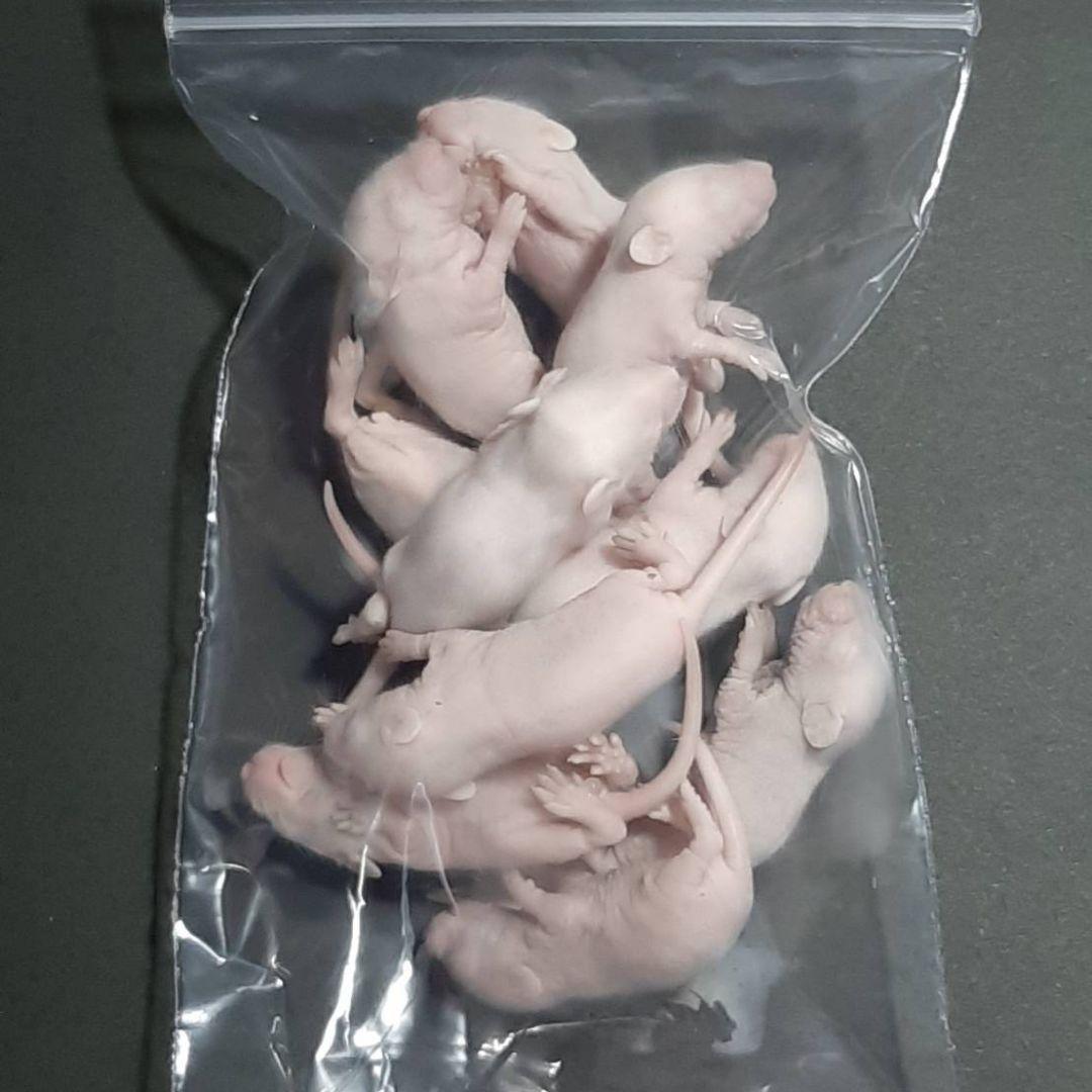 国産冷凍マウス ピンクL 100匹(一部地域発送不可)